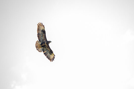 Buzzard in a white sky