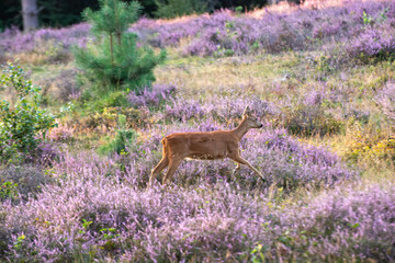 deer in a purple heather field