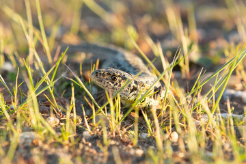 Lizard in the grass at the Veluwe Netherlands