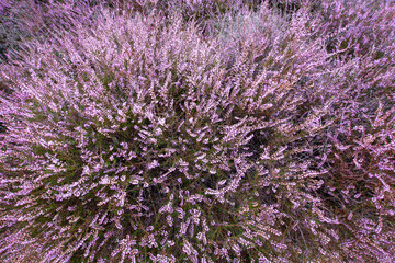close up of heather flowers
