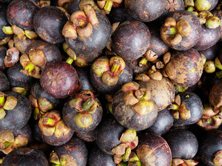 Purple mangosteen fruits an asian tropical fruits that is sweet and tangy.