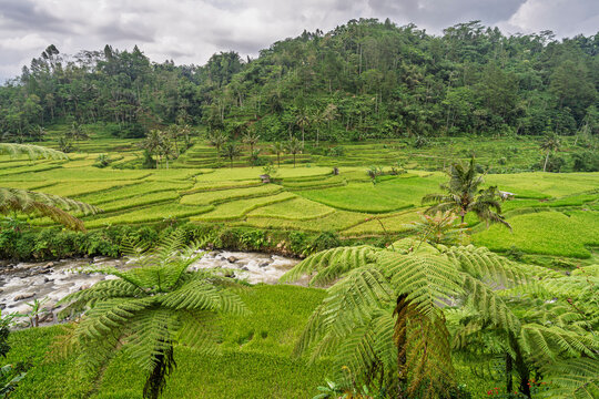 Scenic rural landscape view of lush green rice terraces, tree ferns and stream, Tasikmalaya, West Java, Indonesia