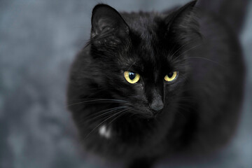 Portrait of a domestic cat with yellow green eyes, looking, sleeping  curiosity. Pet feline...