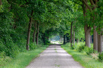 Countryside landscape, Gravel path into the forest in summer, Small street with trees trunks and green leaves, Overijssel is a province of the Netherlands located in the eastern part of the country.