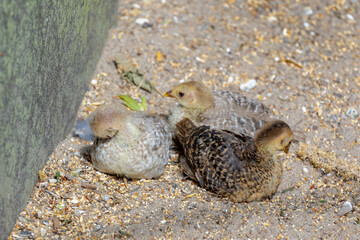 Selective focus of three chicks (baby) on gravel pebble ground, The golden or rainbow pheasant also known as the Chinese pheasant is a gamebird of the order Galliformes and the family Phasianidae.