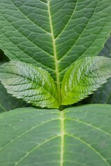 Close-up shot of vibrant green new leaves emerging amidst larger, mature foliage, showcasing natural textures and the promise of growth.