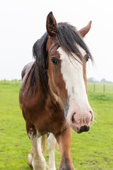 Fototapeta premium portrait of a Clydesdale horse in Scotland