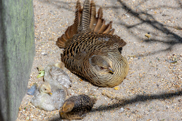 Selective focus of the female golden or rainbow pheasant with three chicks on gravel pebble ground, Females are brown with paler scaling on the upper parts buff Phasianus colchicus, family Phasianidae