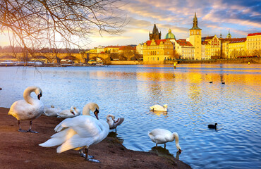 Prague, Czech republic. White swan birds family on the Vltava river embankment during sunset. Panoramic evening view at famous Charles Bridge and beautiful medieval towers of old town.