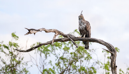 Changeable hawk-eagle perches on a weathered branch at Yala National Park, Sri Lanka