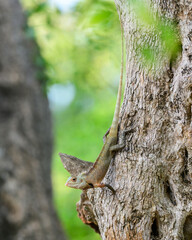 Fototapeta premium Common Garden Lizard (Calotes versicolor) clings to the textured bark of a tree in Yala National Park, Sri Lanka, blending seamlessly into its natural habitat