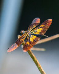 A dragonfly with translucent wings rests on a slender twig, with amber and yellow color wings.