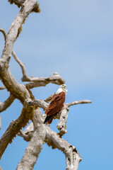 Brahminy Kite rests on a twisted, sun-bleached branch against a vivid blue sky, its chestnut wings...