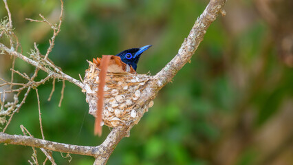 Ceylon paradise flycatcher male bird incubating eggs in a nest at Yala National Park, Sri Lanka.