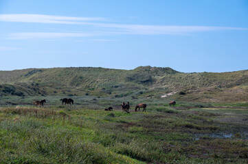 Wild horse at a small lake in a dune landscape