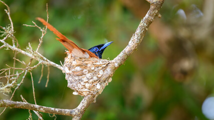 Ceylon paradise flycatcher bird incubating eggs in a nest at Yala National Park, Sri Lanka.