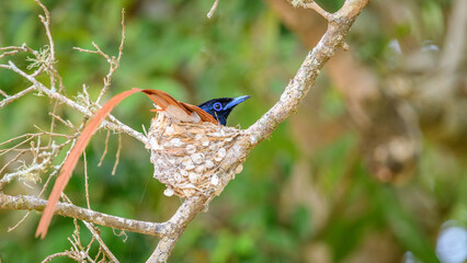 Ceylon paradise flycatcher male bird incubating eggs in a nest at Yala National Park, Sri Lanka.