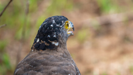 Back of a Crested serpent eagle's head in Yala National Park, Sri Lanka. Featuring its striking yellow eye and sharp hooked beak