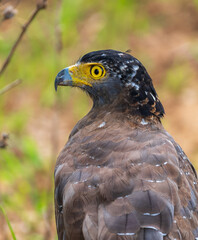 Close-up of a Crested serpent eagle in Yala National Park, Sri Lanka. Featuring its striking yellow eye and sharp hooked beak