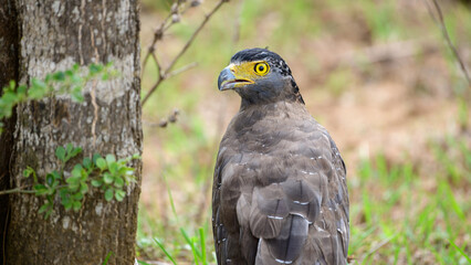 Close-up of a Crested serpent eagle in Yala National Park, Sri Lanka. Featuring its striking yellow eye and sharp hooked beak