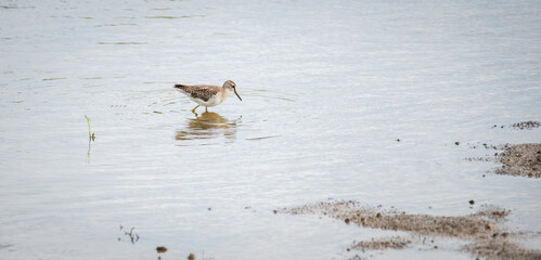Wood sandpiper bird forages in shallow water, creating gentle ripples across the still surface....