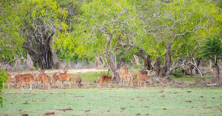 Herd of Ceylon spotted deer grazes peacefully beneath a canopy of lush green trees in Yala National Park, Sri Lanka