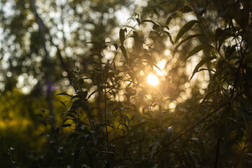 Golden Sunset Reflected in Lake