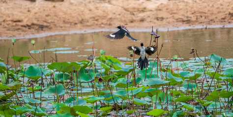 Two Pied Crested Cuckoos engage in mid-air interaction above a lotus pond, captured in Yala...