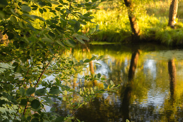 Golden Sunset Reflected in Lake