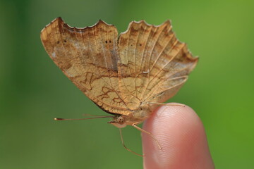 【キタテハ　手乗り】