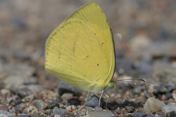 【ツマグロキチョウ】