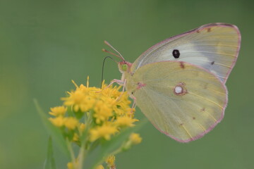 【モンキチョウ】