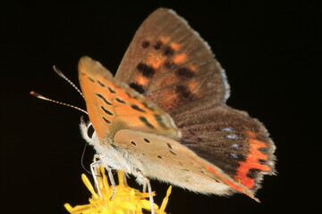 【ベニシジミ】