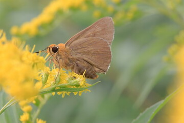 Fototapeta premium 【キバネセセリ】