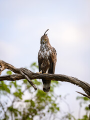 Changeable hawk-eagle perches on a weathered branch at Yala National Park, Sri Lanka, scanning the landscape with piercing yellow eyes