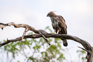 Majestic changeable hawk-eagle perches on a weathered branch at Yala National Park, Sri Lanka,...