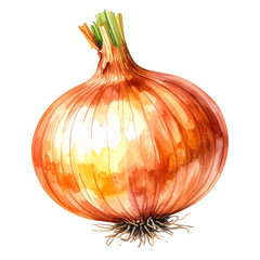 onion illustration watercolor style.