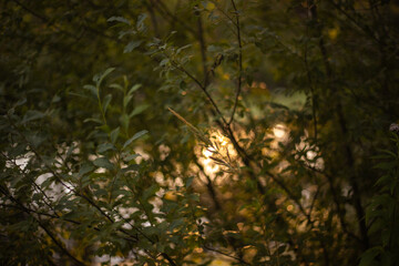 Golden Sunset Reflected in Lake