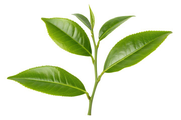 A fresh green tea sprig with young leaves and a bud, meticulously isolated on a clean white background for botanical concepts.