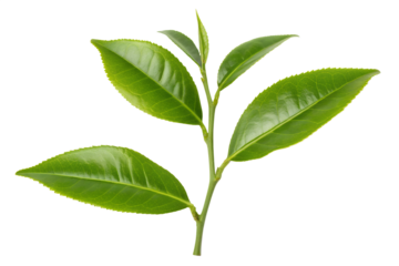 A fresh green tea sprig with young leaves and a bud, meticulously isolated on a clean white background for botanical concepts.