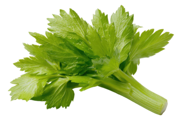Close-up of fresh celery leaves and stem