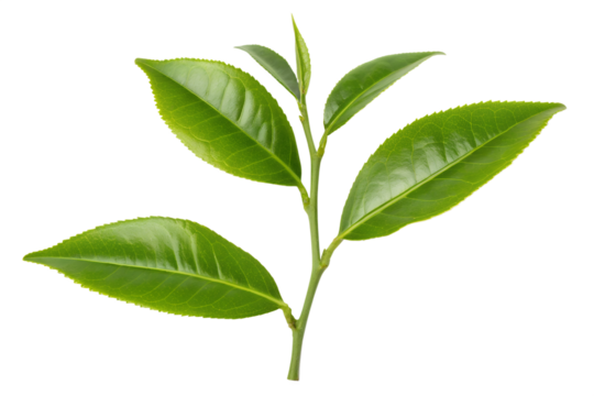 A fresh green tea sprig with young leaves and a bud, meticulously isolated on a clean white background for botanical concepts.