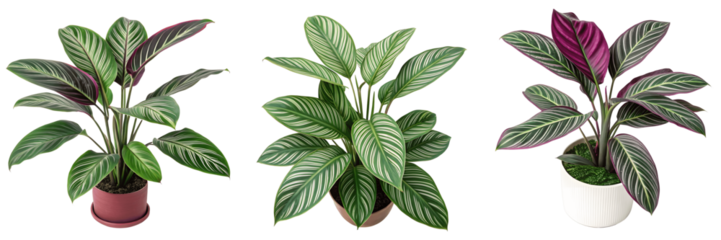 Set For Three potted calathea plants with green and purple leaves isolated on transparent background