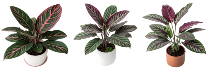 Set For Three aglaonema plants in pots are isolated on transparent background, showcasing their vibrant foliage