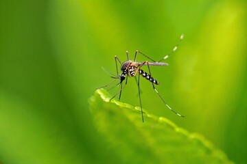 Close-Up of Mosquito Sitting on Green Leaf in Nature
