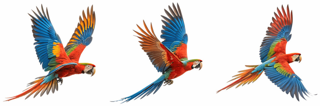 Set For Three colorful macaws are captured in midflight isolated on transparent background