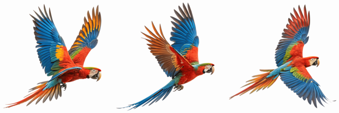 Set For Three colorful macaws are captured in midflight isolated on transparent background