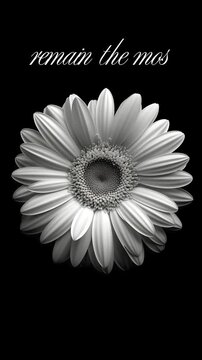 VIDEO DEDICA CON ROSA IN BIANCO E NERO