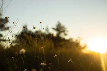 Golden Sunset Reflected in Lake