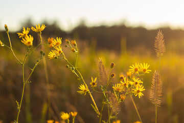 Obraz premium Golden Sunset Reflected in Lake